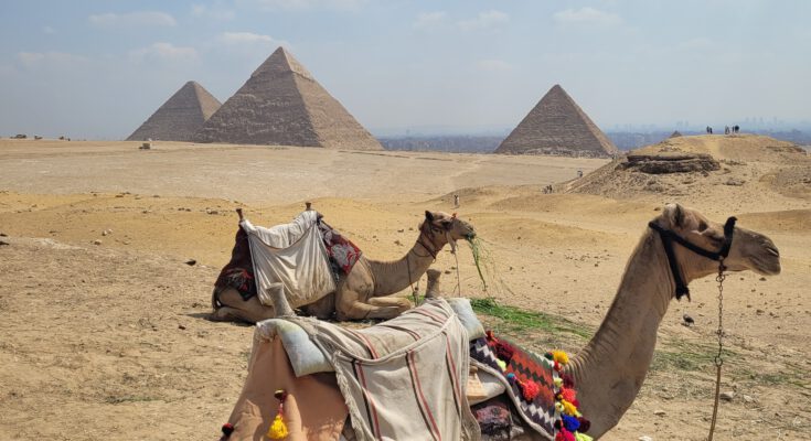 Kamele vor Pyramiden in Gizeh